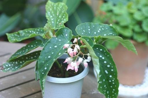 B. ‘Haru Urara’